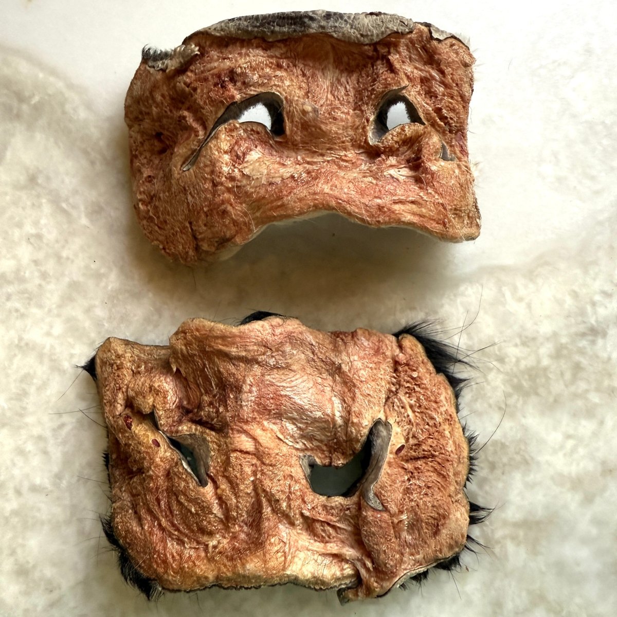 Beef Cow Hairy Snout