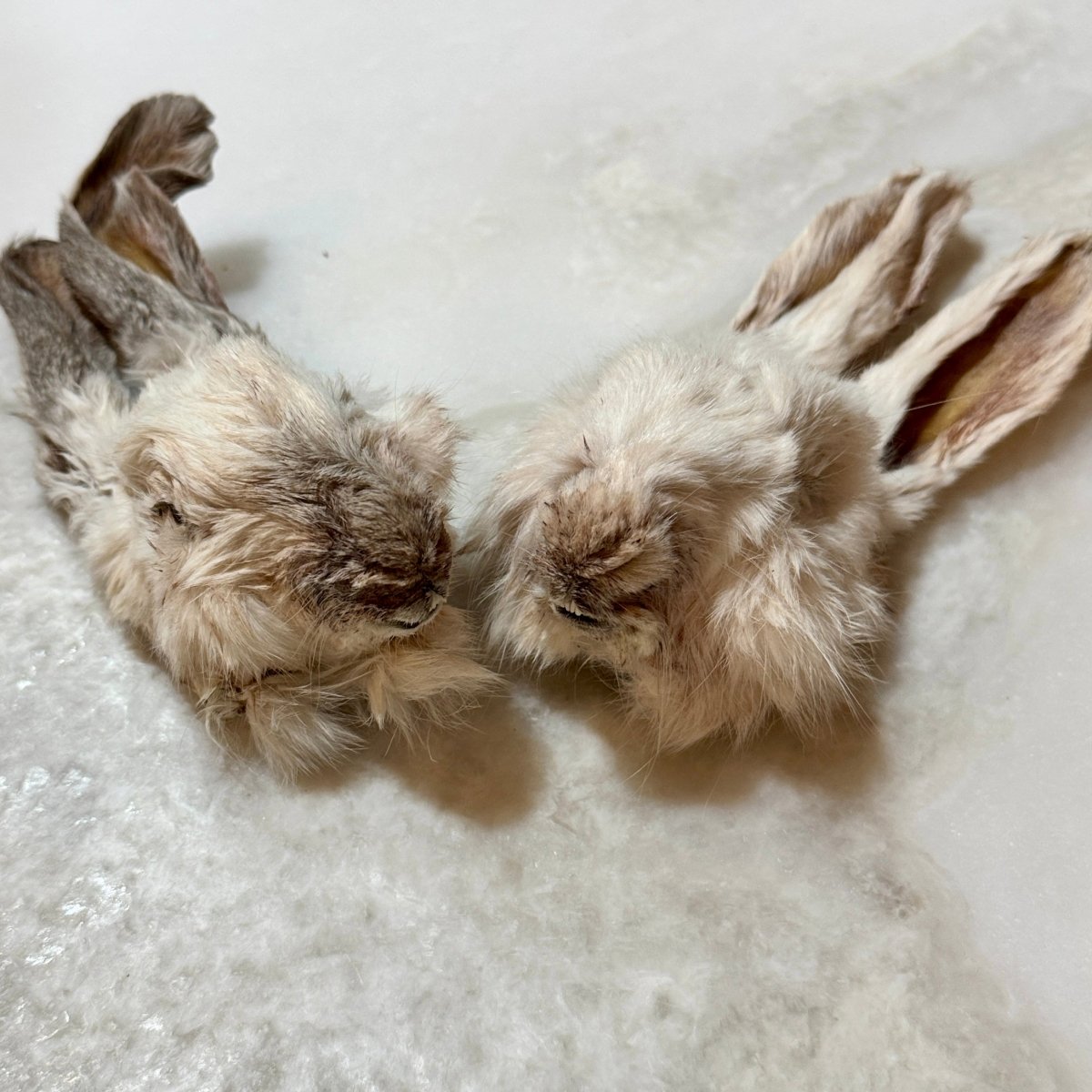 Rabbit Head (Whole)