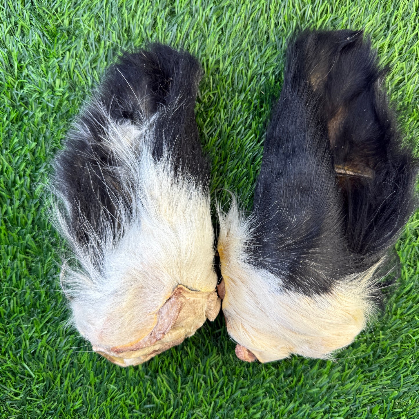 Beef Cow Hairy Ear - Limited