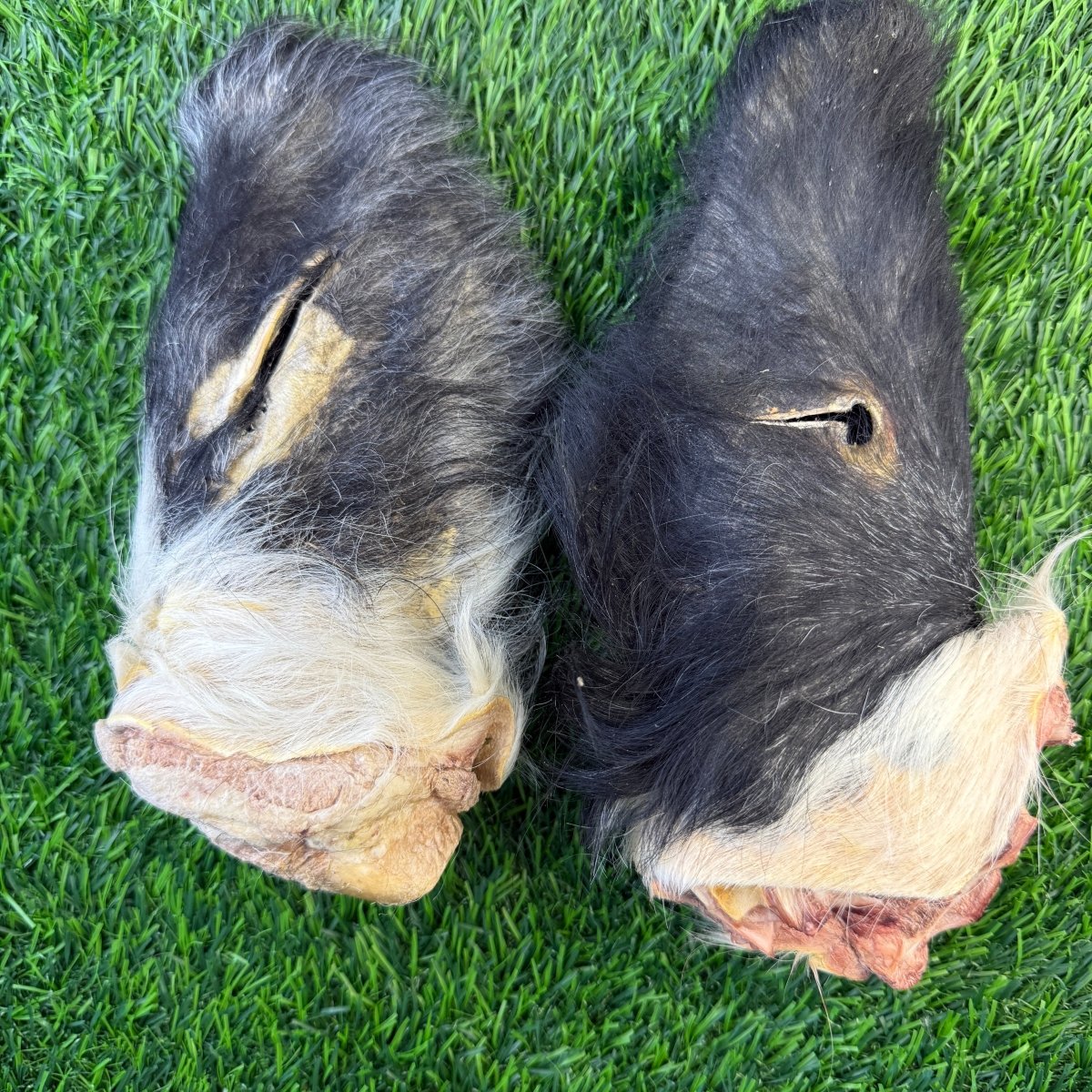 Beef Cow Hairy Ear - Limited