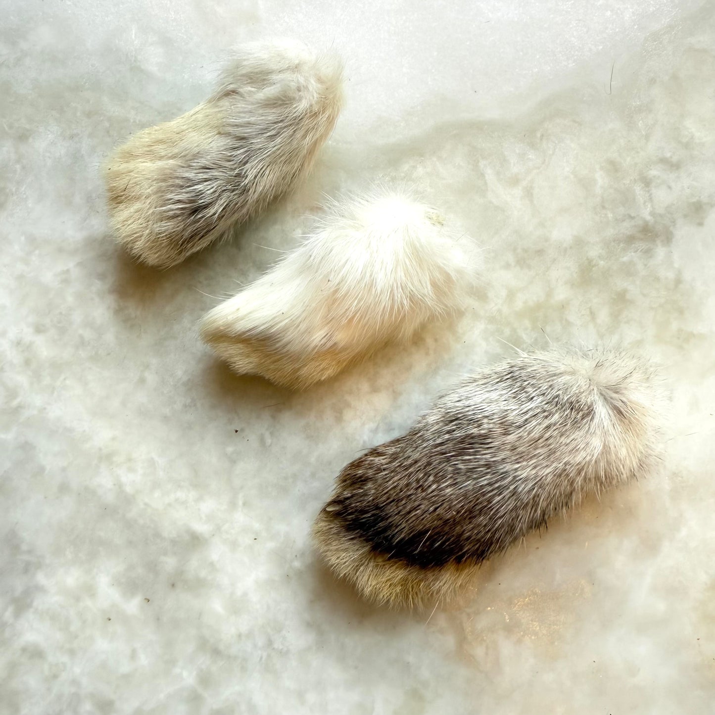 Rabbit Front Feet - Freeze-Dried Treats for Dogs & Cats (Small)