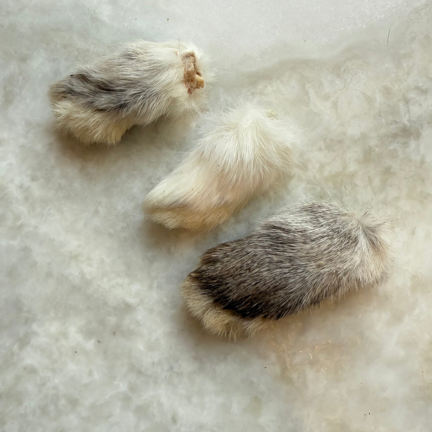 Rabbit Feet (Front Feet - Small)