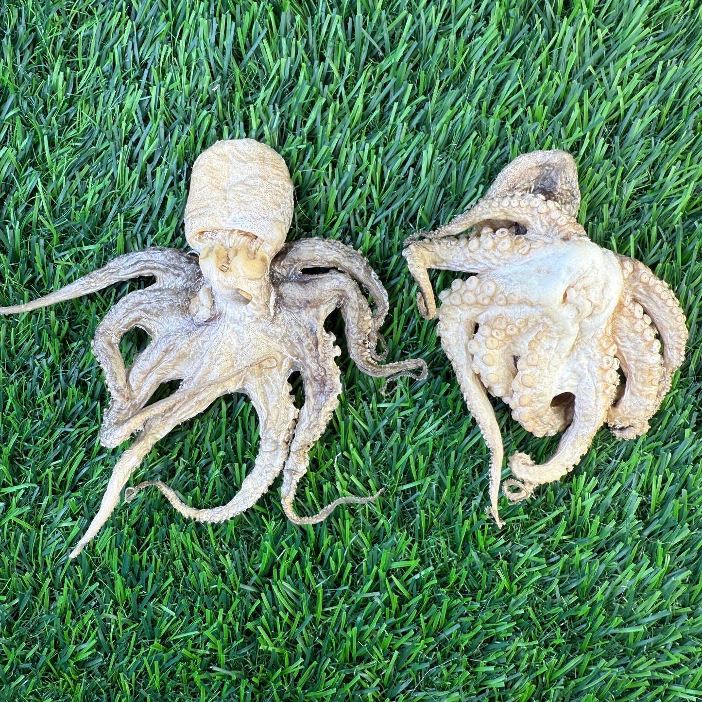 Baby Octopus