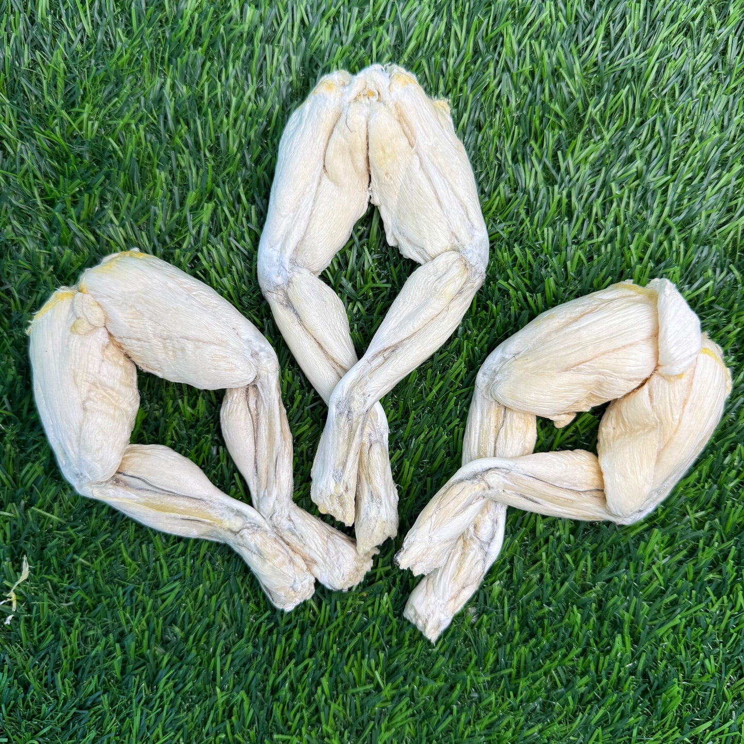 Frog Legs