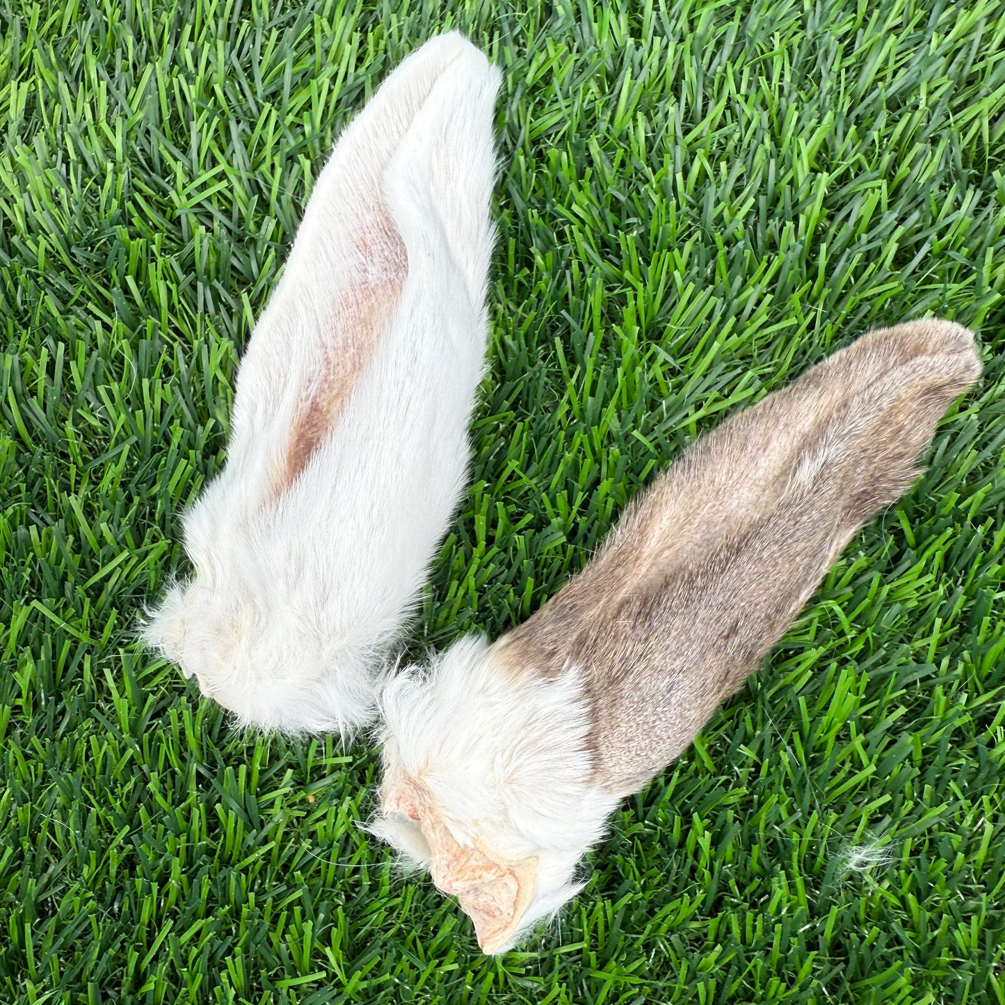 Rabbit Ear