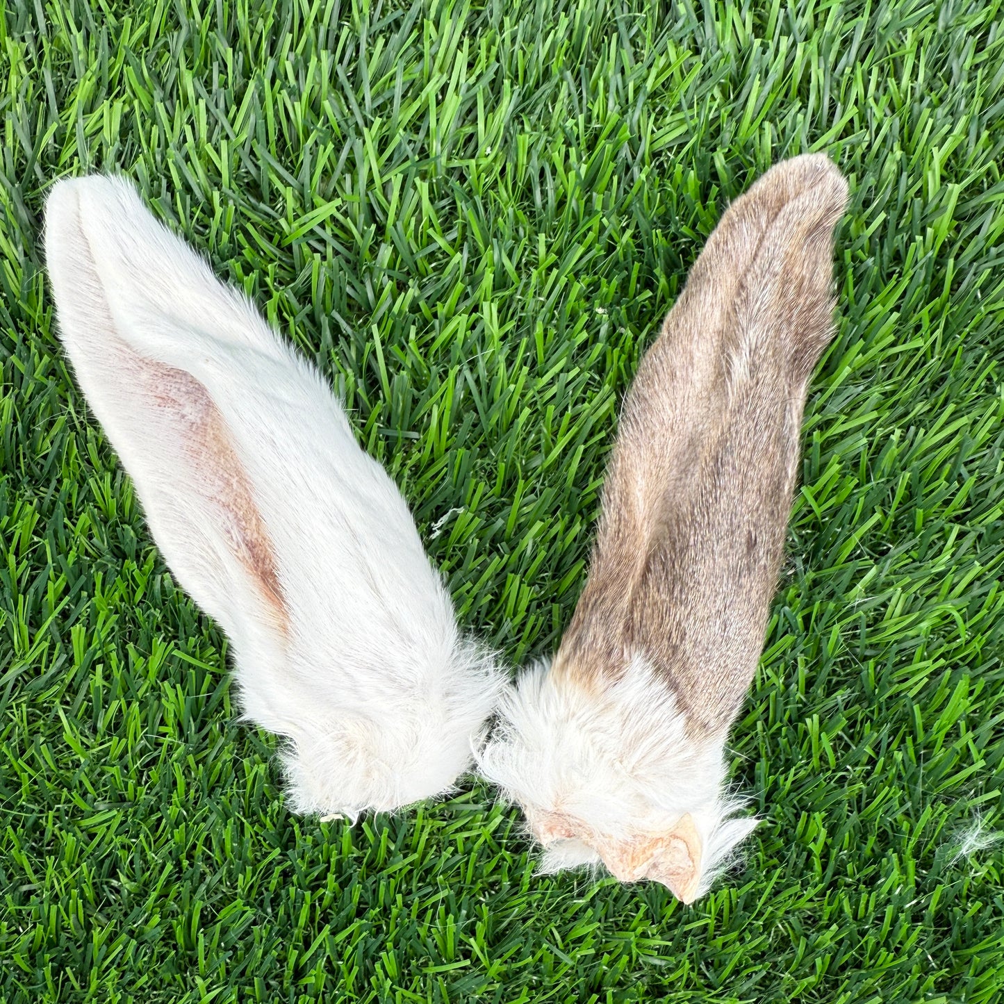 Rabbit Ear