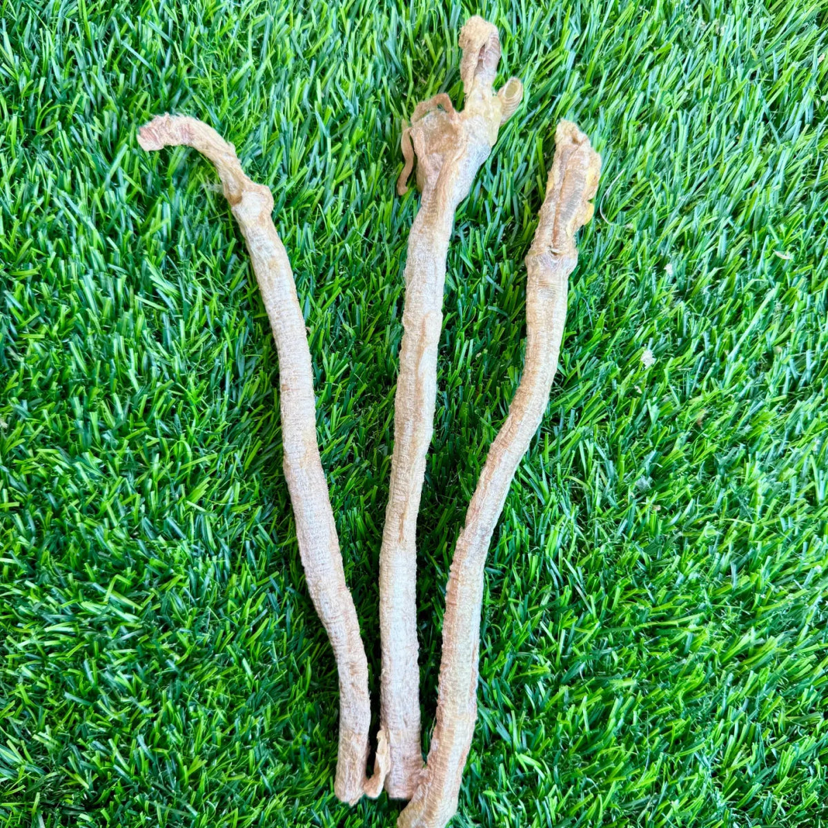 Duck Tracheas