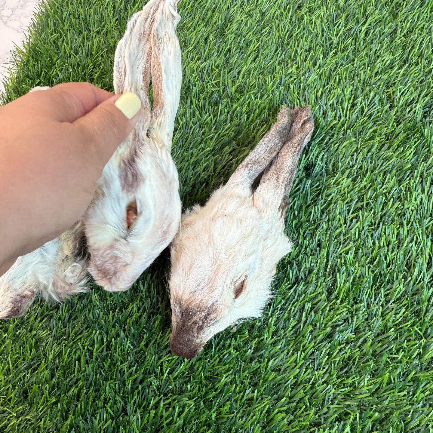 Rabbit Head (Whole)