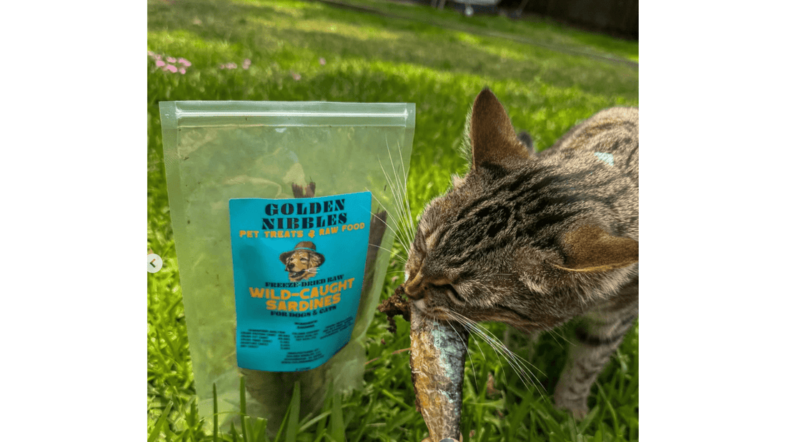 Why Freeze-Dried Sardines Are a Superfood for Dogs & Cats – Learn 10 Benefits of Sardines!