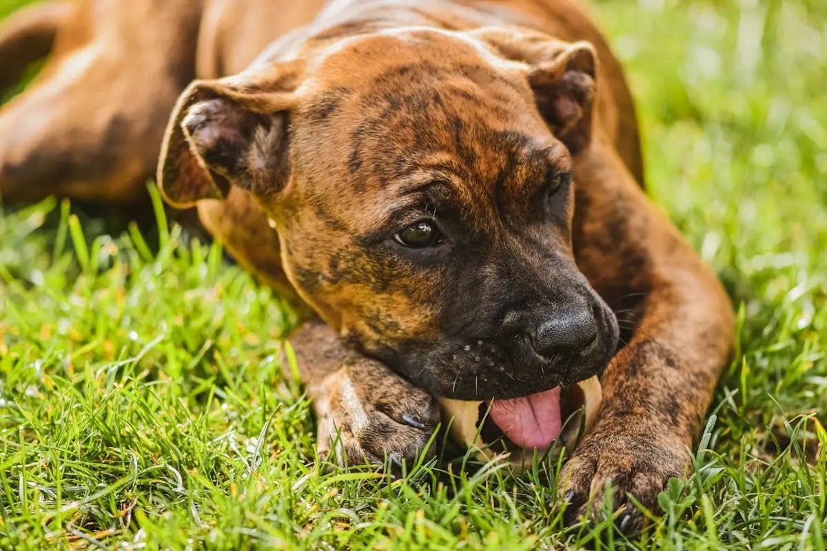 Are Bones Safe for Dogs & Cats? Raw, Freeze-Dried, Dehydrated Explained - Golden Nibbles