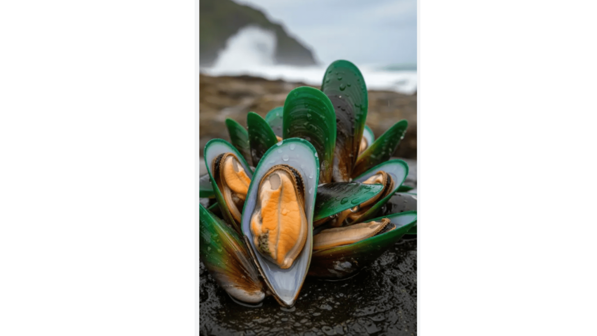 The Ultimate Superfood for Dogs & Cats: New Zealand Green-Lipped Mussels