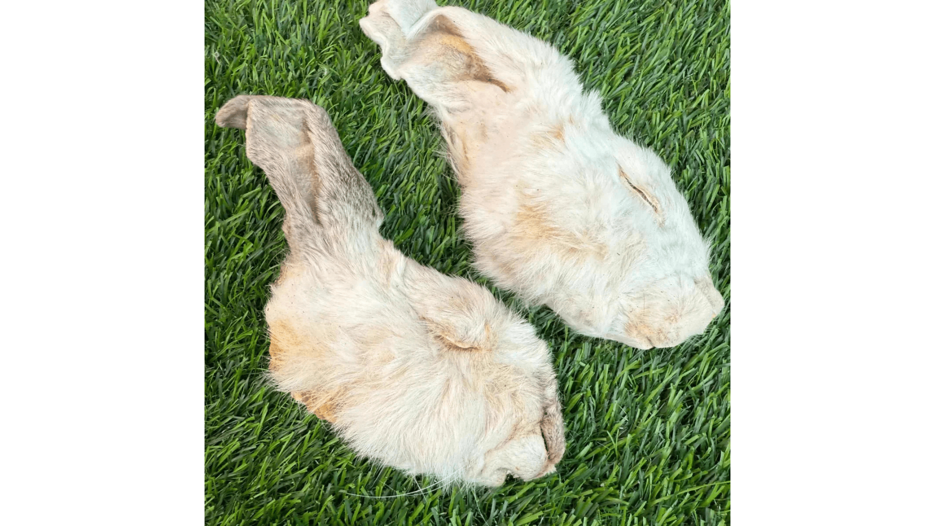 Can Dogs and Cats Really Eat Fur? Surprising Benefits You Didn’t Know!