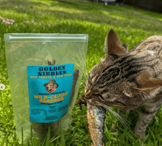 Why Freeze-Dried Sardines Are a Superfood for Dogs & Cats – Learn 10 Benefits of Sardines!