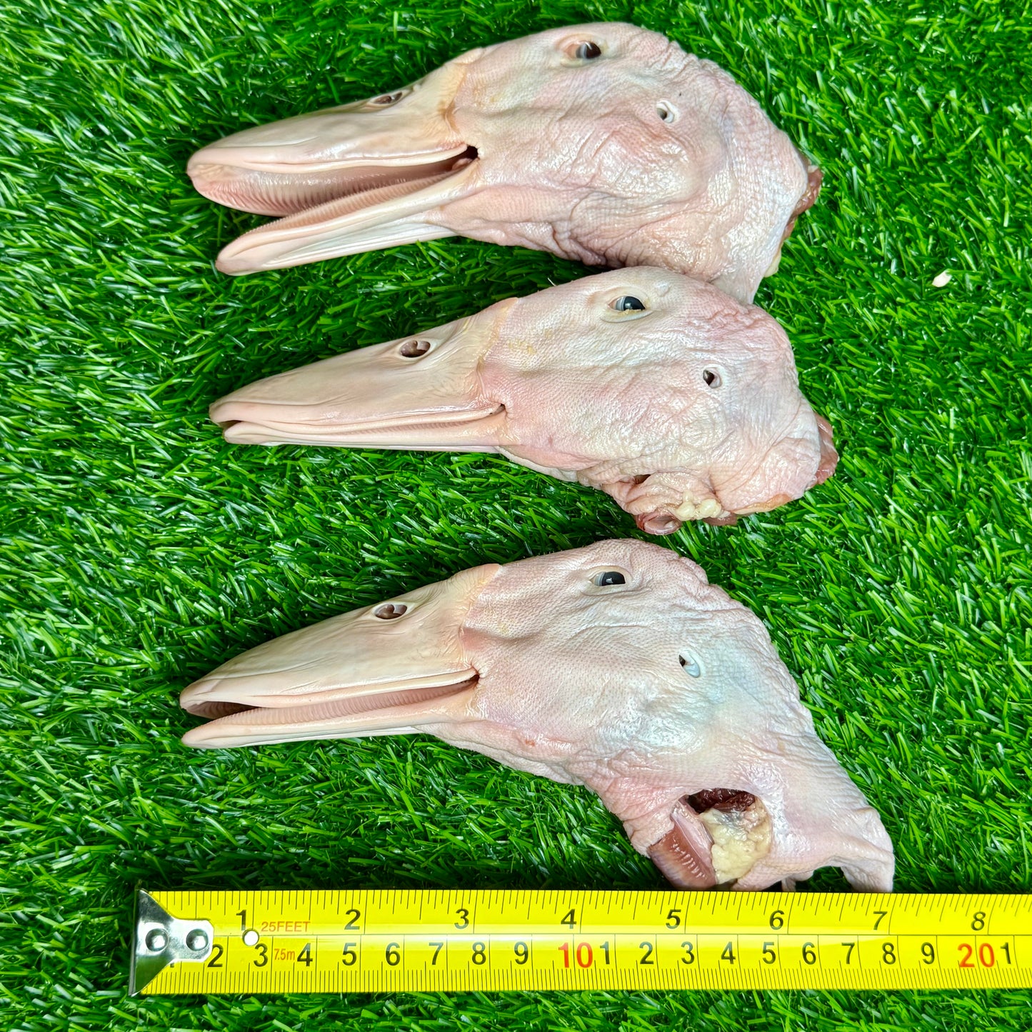 Raw Duck Heads