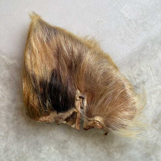 Pig Hairy Ear - Limited
