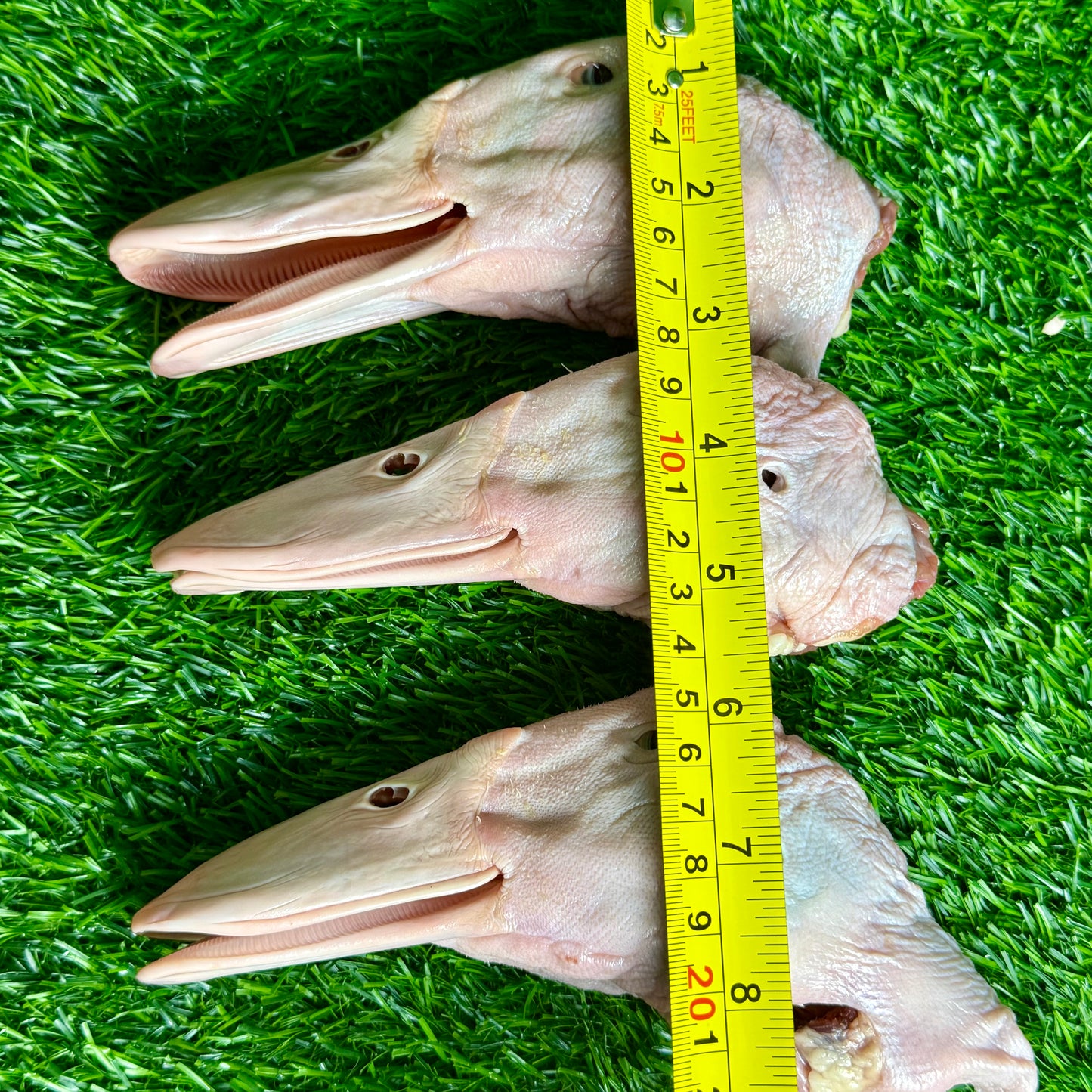 Raw Duck Heads
