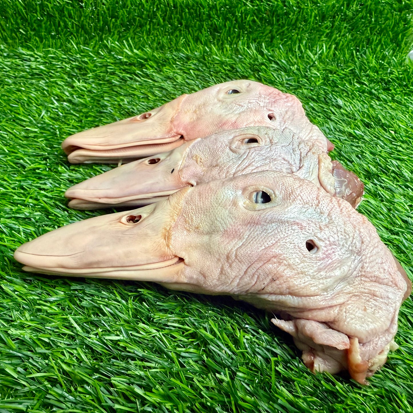 Raw Duck Heads