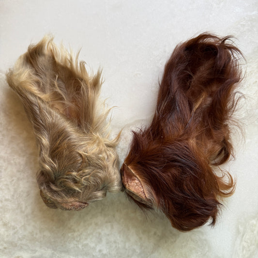 Beef Cow Hairy Ear - Limited