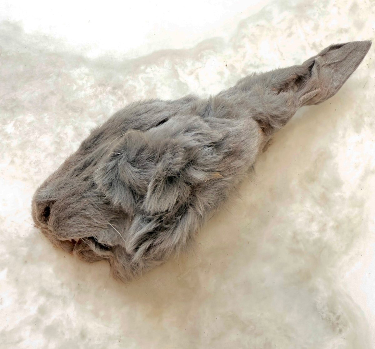 Freeze-Dried Rabbit Half Head