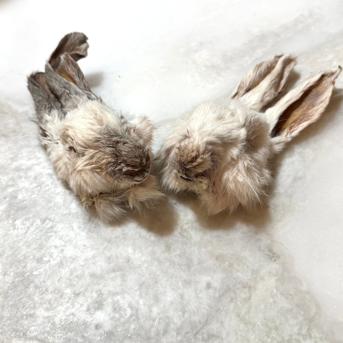 Dehydrated Rabbit Head (Whole)
