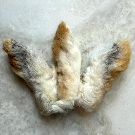 Rabbit Feet (Back Feet - Large)