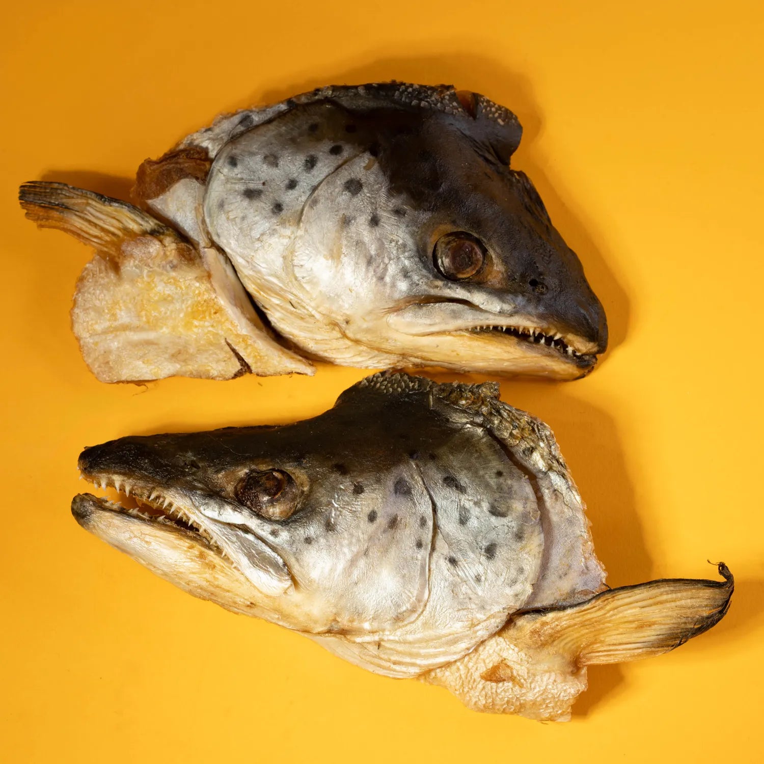 Freeze - Dried Salmon Head Chew for Dogs - Golden Nibbles