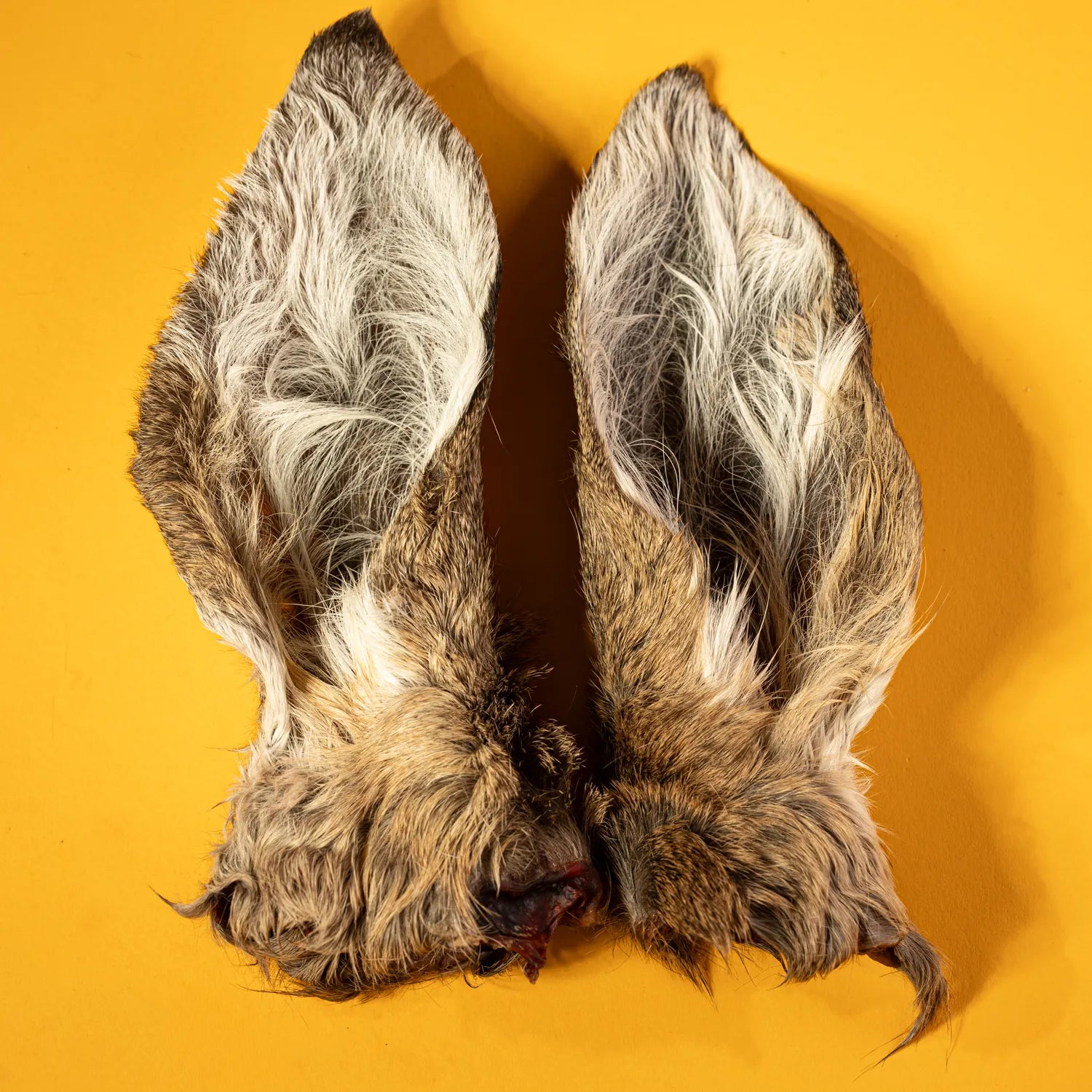 Venison Ear Chew for Dogs - Dehydrated (Limited) - Golden Nibbles