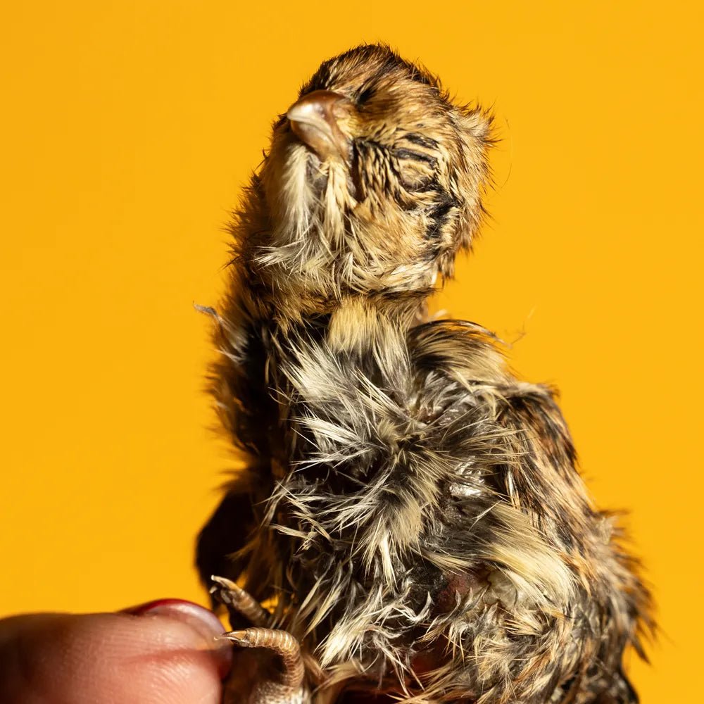 Freeze-Dried Quail Hatchling Treats for Dogs & Cats