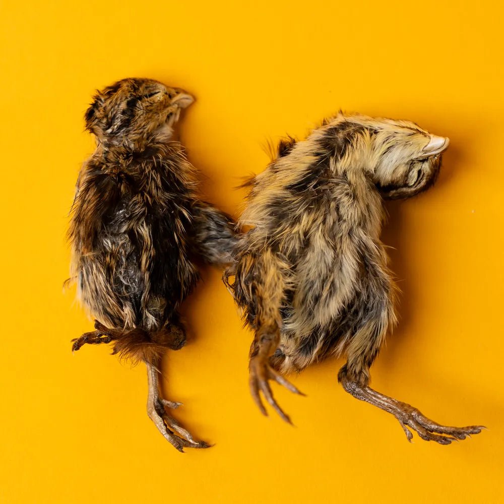 Freeze-Dried Quail Hatchling Treats for Dogs & Cats