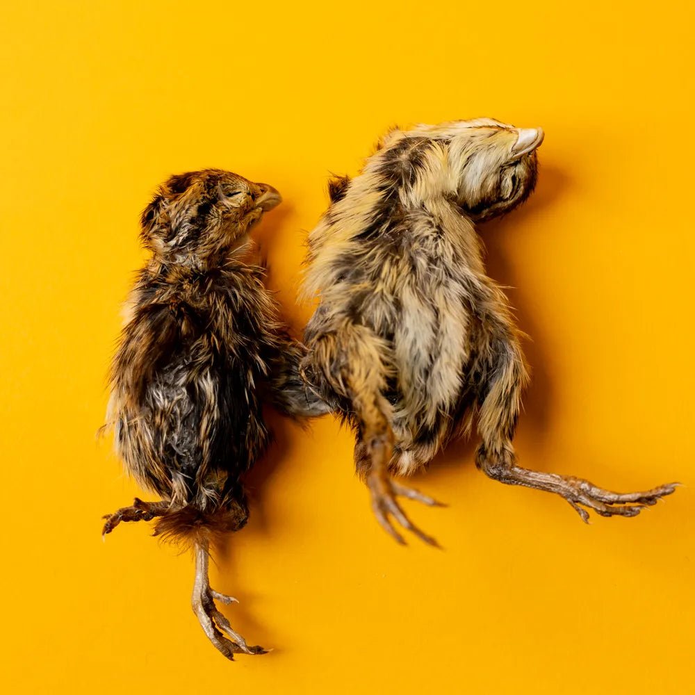 Freeze-Dried Quail Hatchling Treats for Dogs & Cats