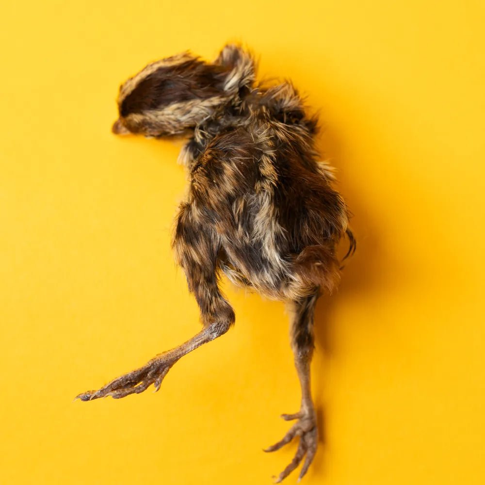 Freeze-Dried Quail Hatchling Treats for Dogs & Cats