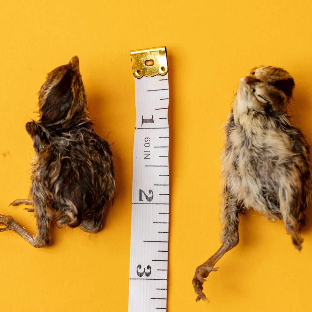 Freeze-Dried Quail Hatchling Treats for Dogs & Cats