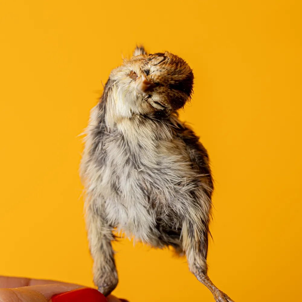 Freeze-Dried Quail Hatchling Treats for Dogs & Cats