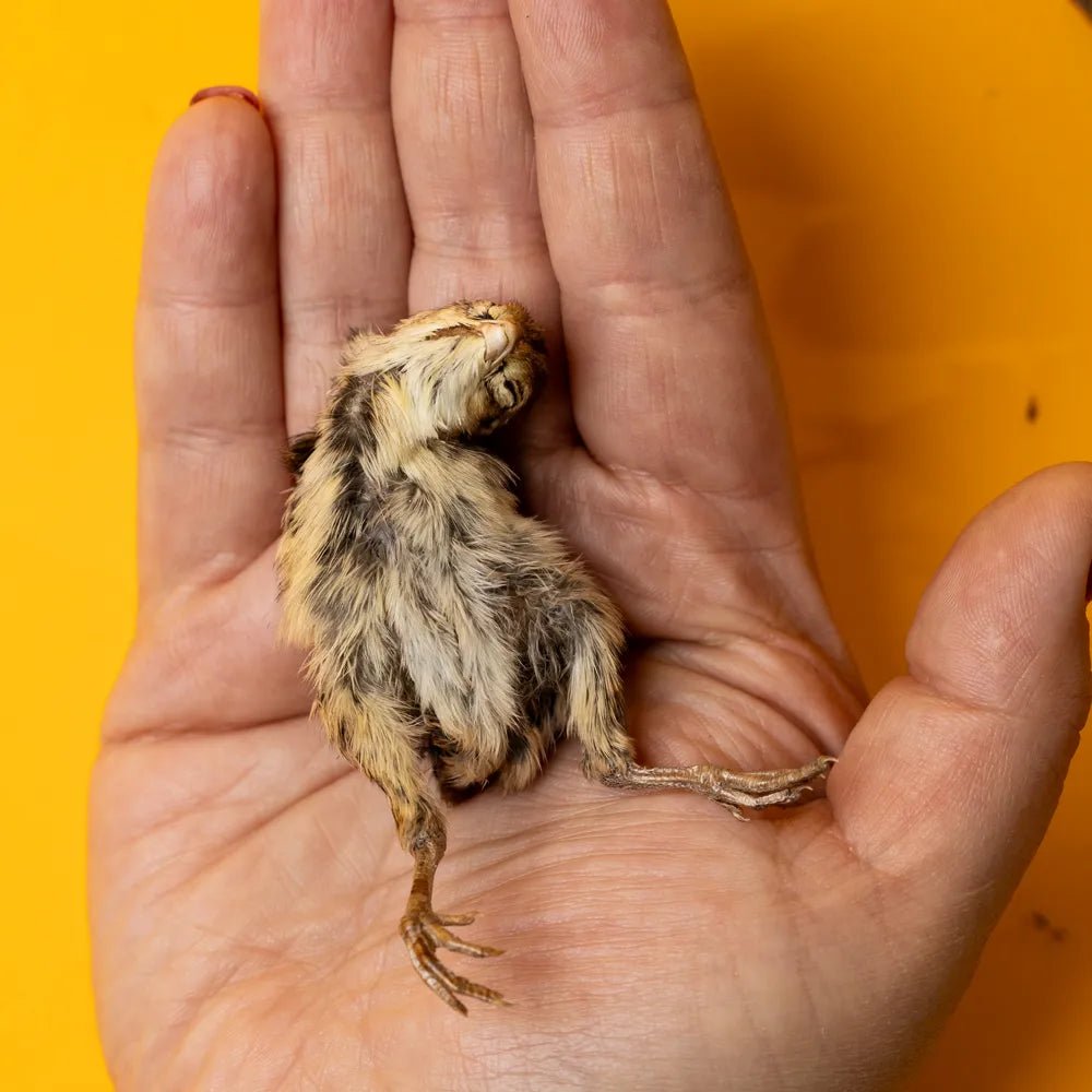 Freeze-Dried Quail Hatchling Treats for Dogs & Cats