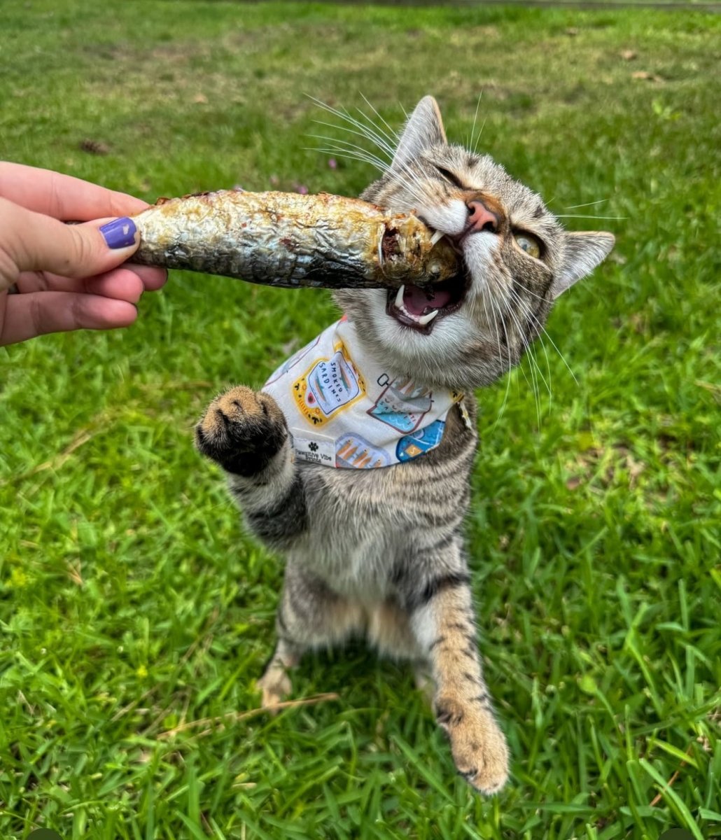 Freeze-Dried Sardines