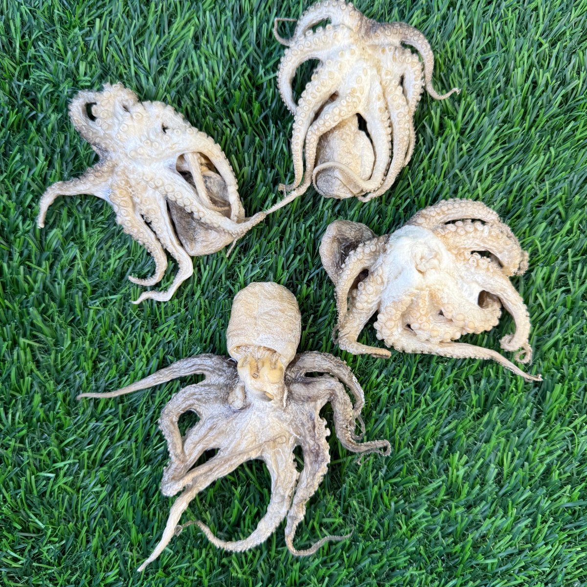 Freeze-Dried Baby Octopus