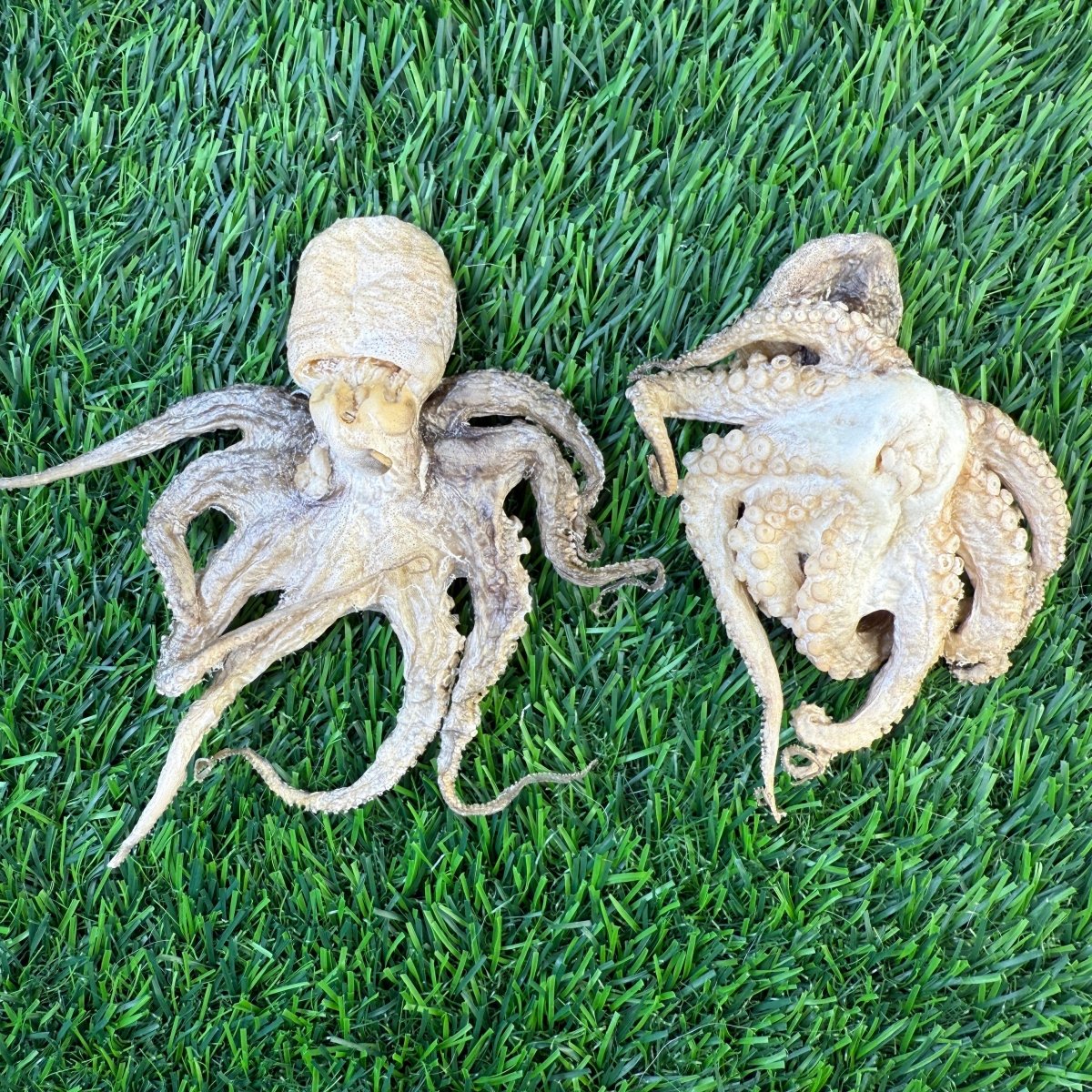 Freeze-Dried Baby Octopus