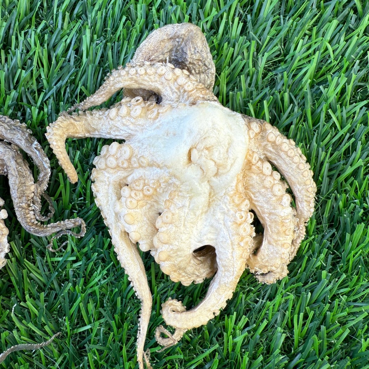 Freeze-Dried Baby Octopus