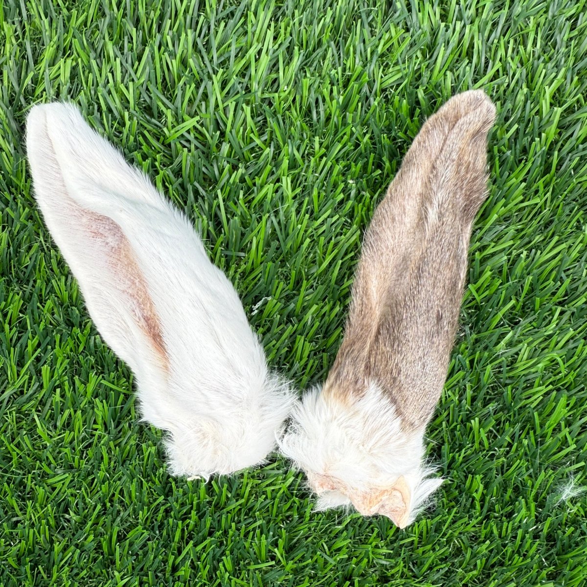 Freeze-Dried Rabbit Ear