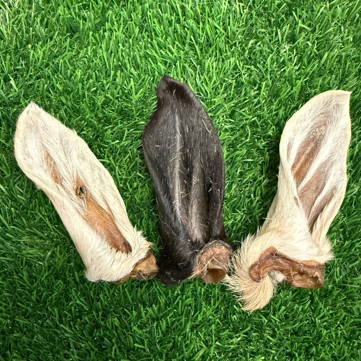 Lamb Hairy Ear - Limited