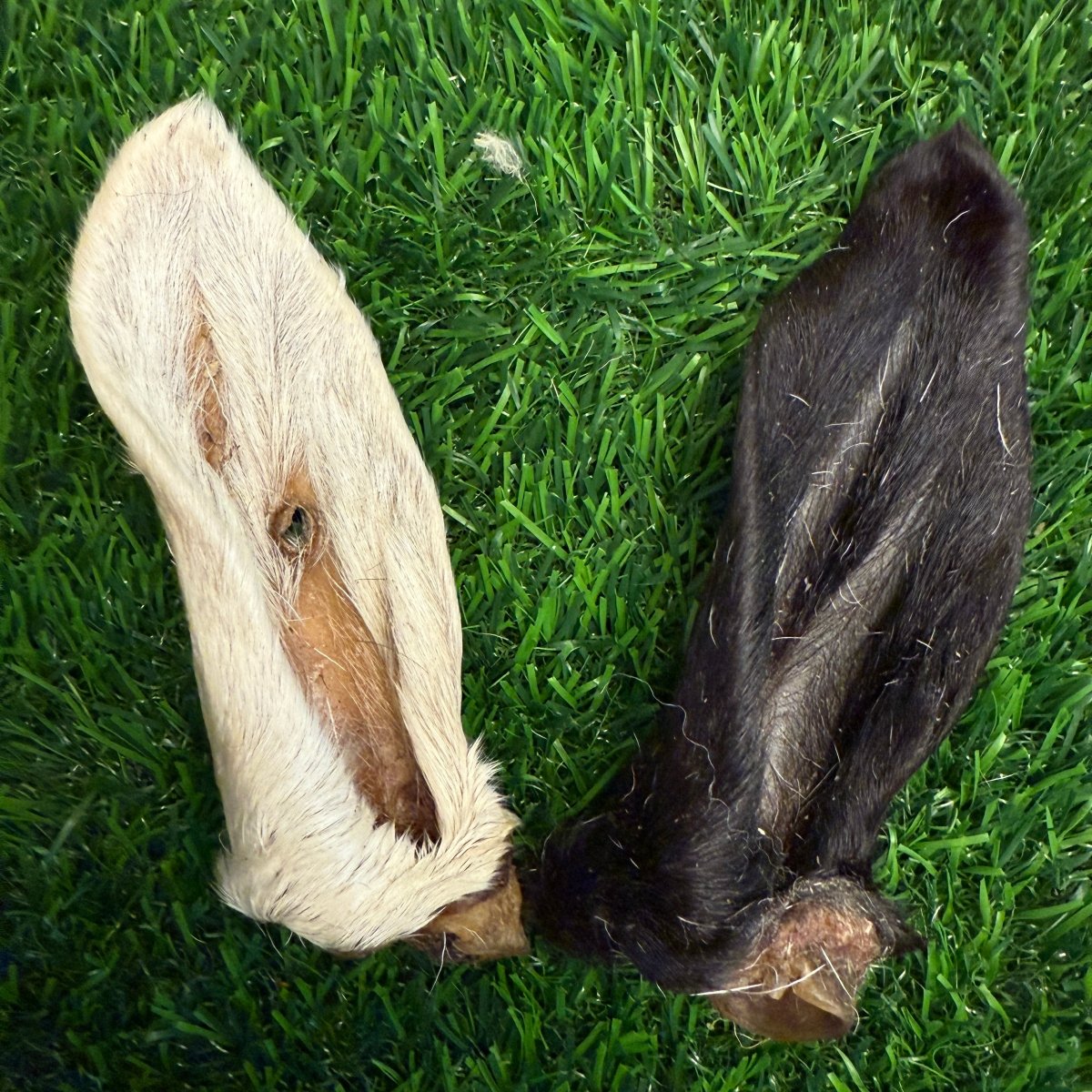 Lamb Hairy Ear - Limited