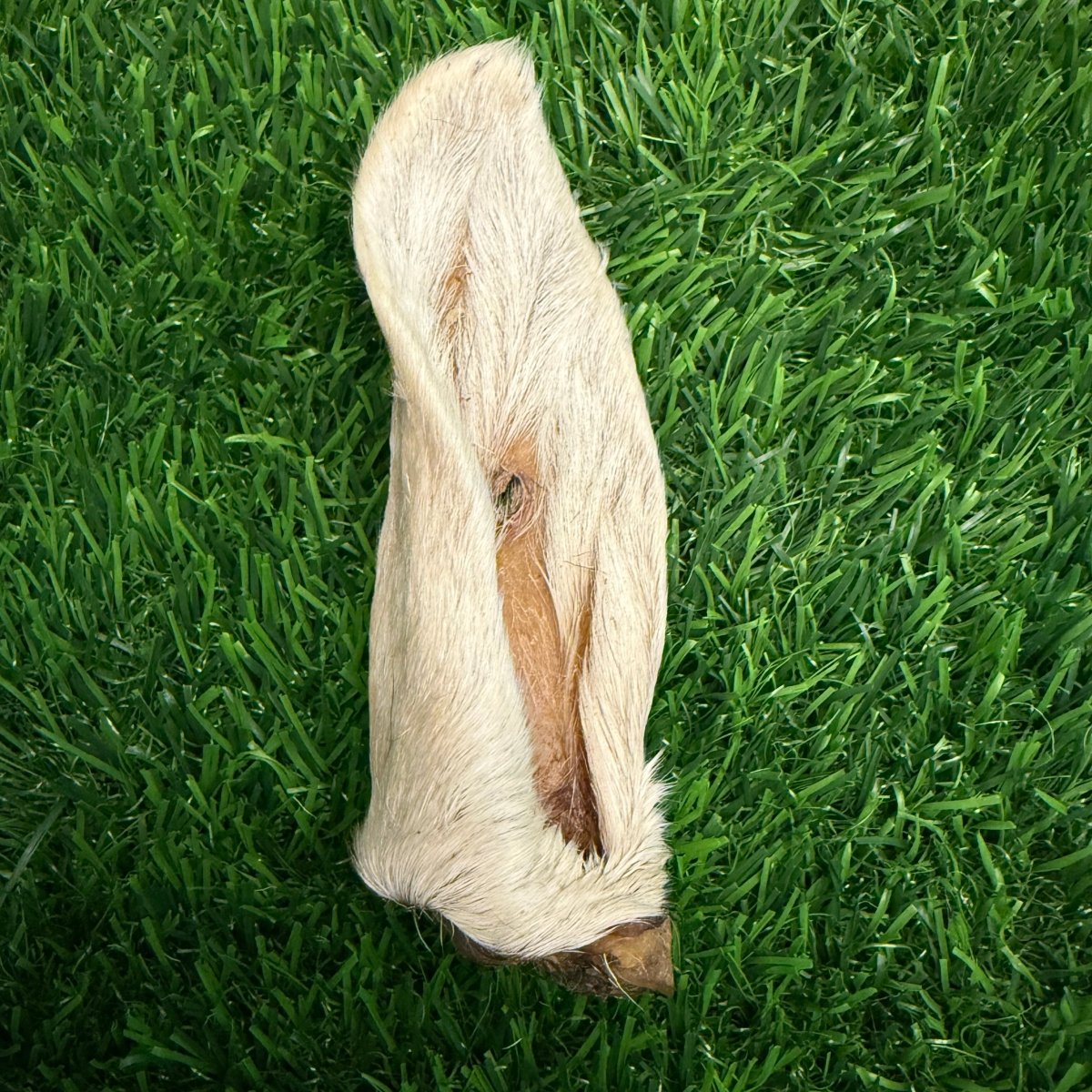 Lamb Hairy Ear - Limited