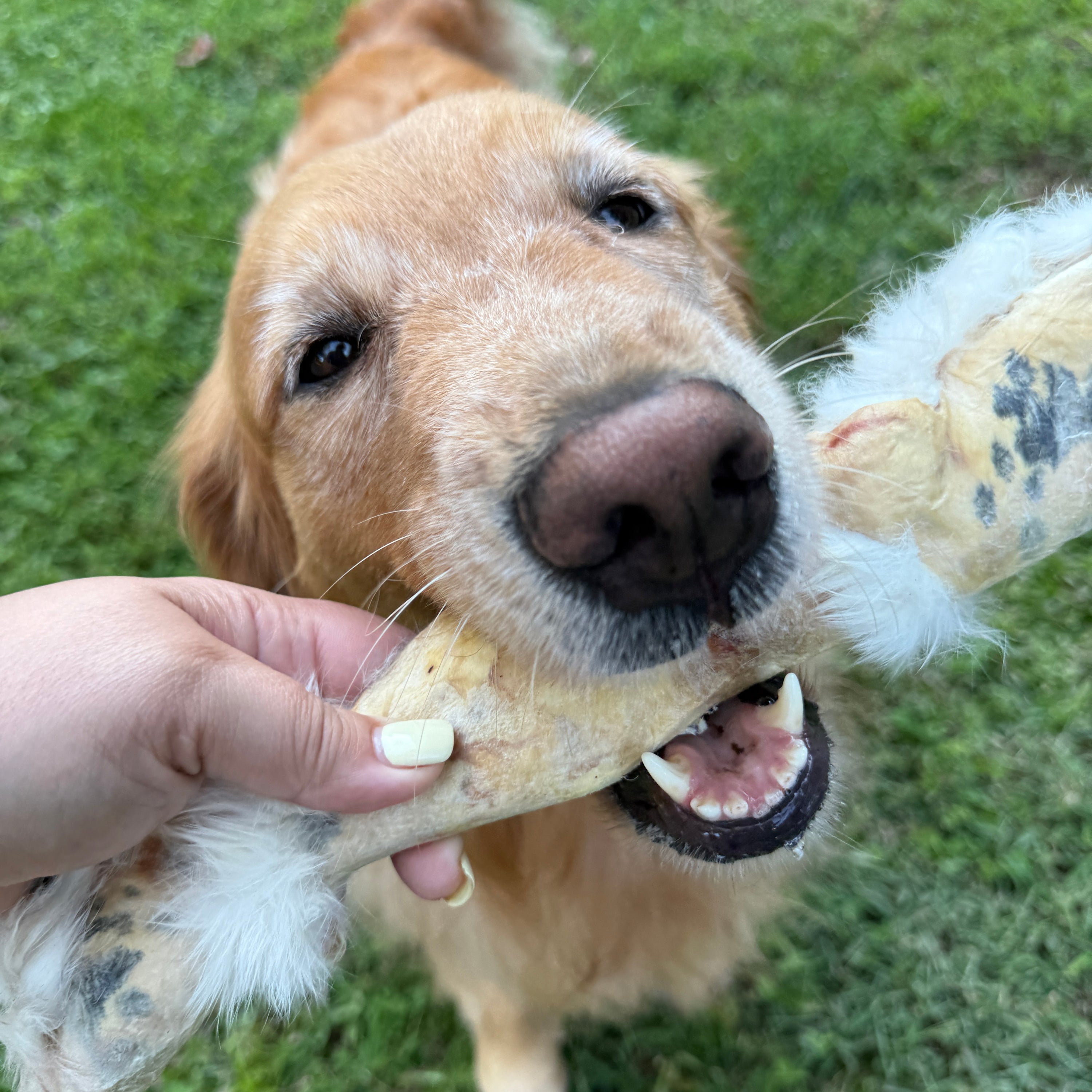 Dehydrated Rabbit Hide Roll