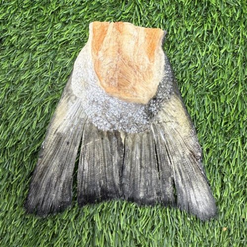 Freeze-Dried Salmon Tails