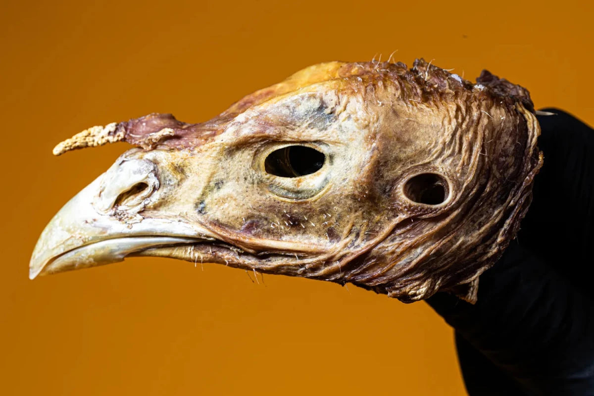 Turkey Head - Limited - Golden Nibbles