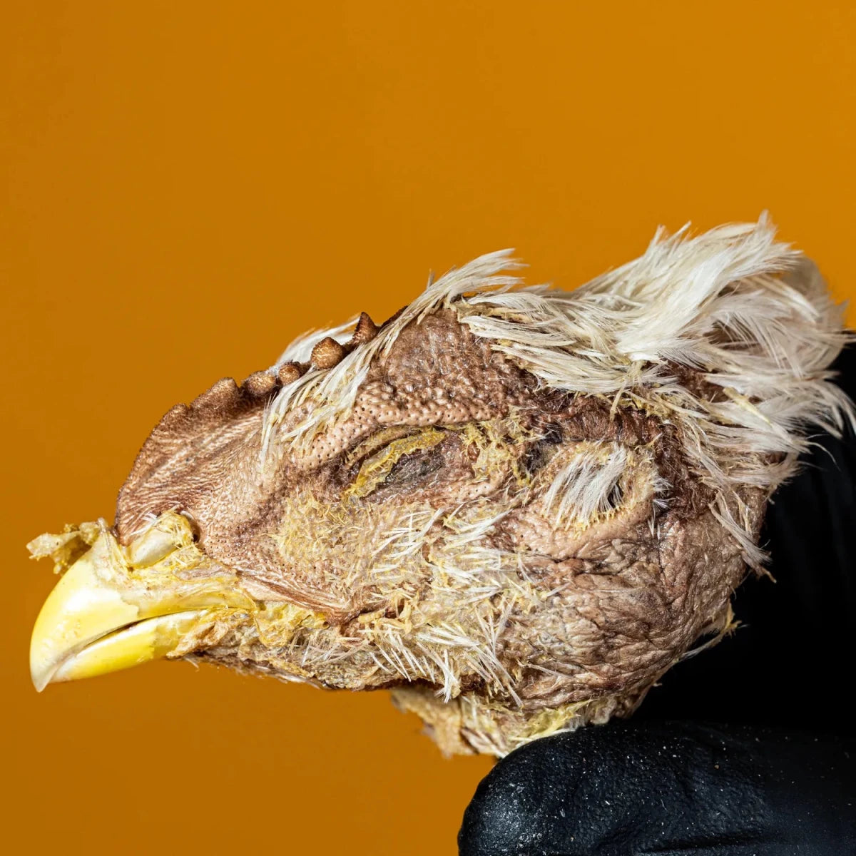 Freeze-Dried Chicken Heads Treats for Dogs & Cats - Individual - Golden Nibbles