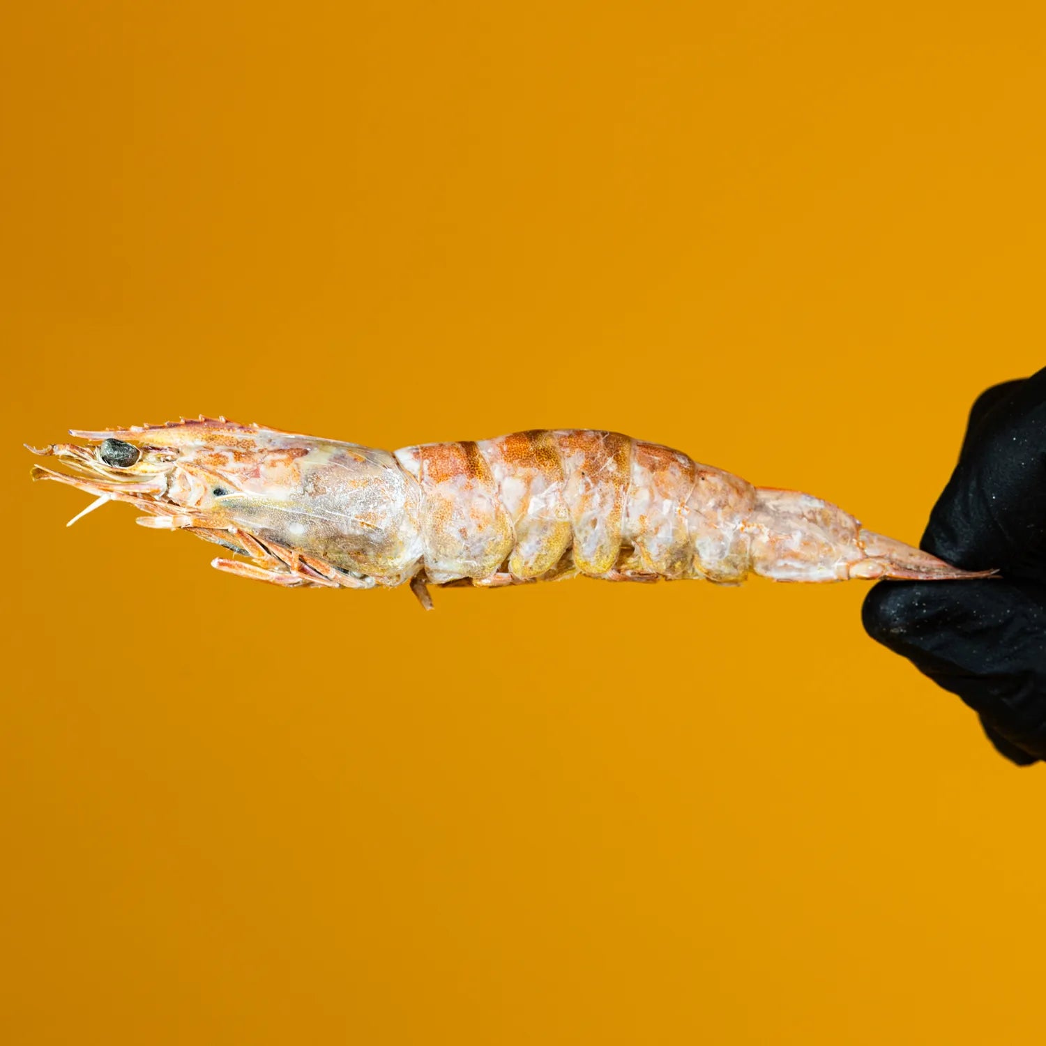 Freeze-Dried Prawns Treats for Dogs & Cats