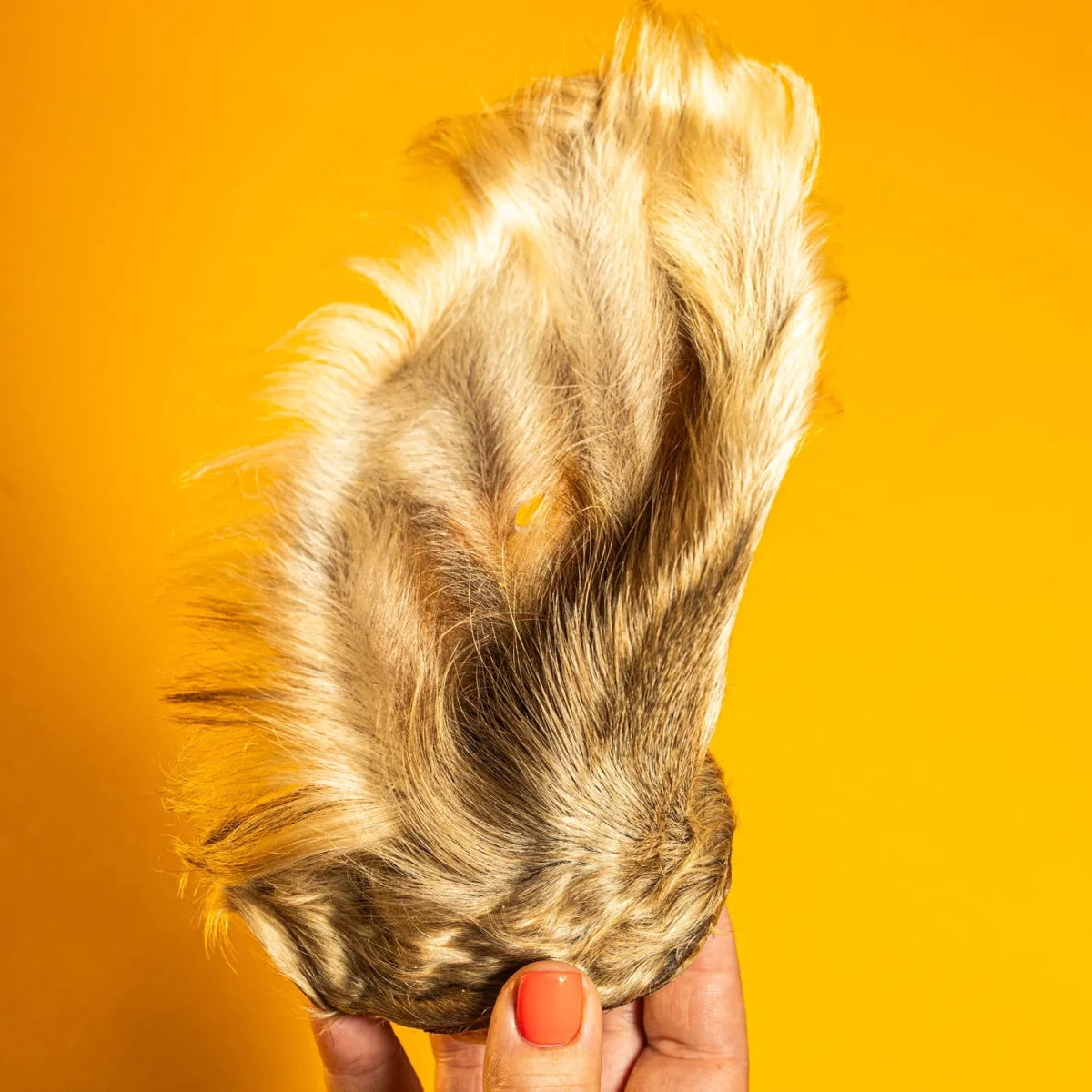 Beef Cow Hairy Ear Chew for Dogs - Dehydrated - Golden Nibbles