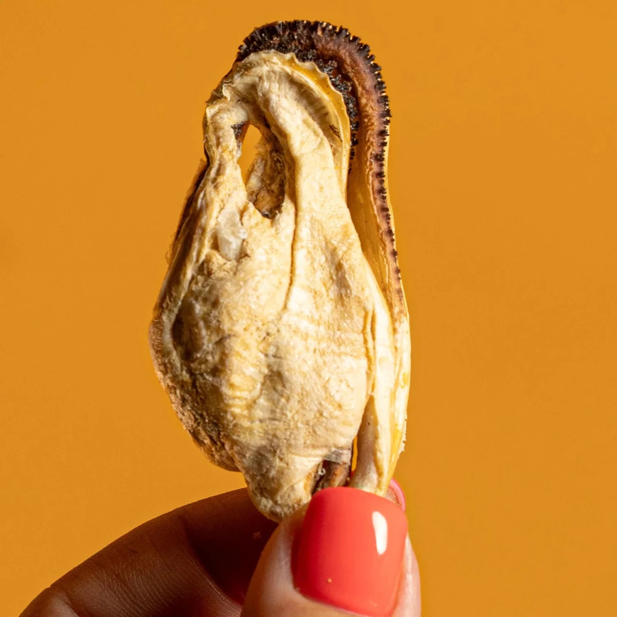 Freeze-Dried Green-Lipped Mussels for Dogs & Cats - Individual - Golden Nibbles