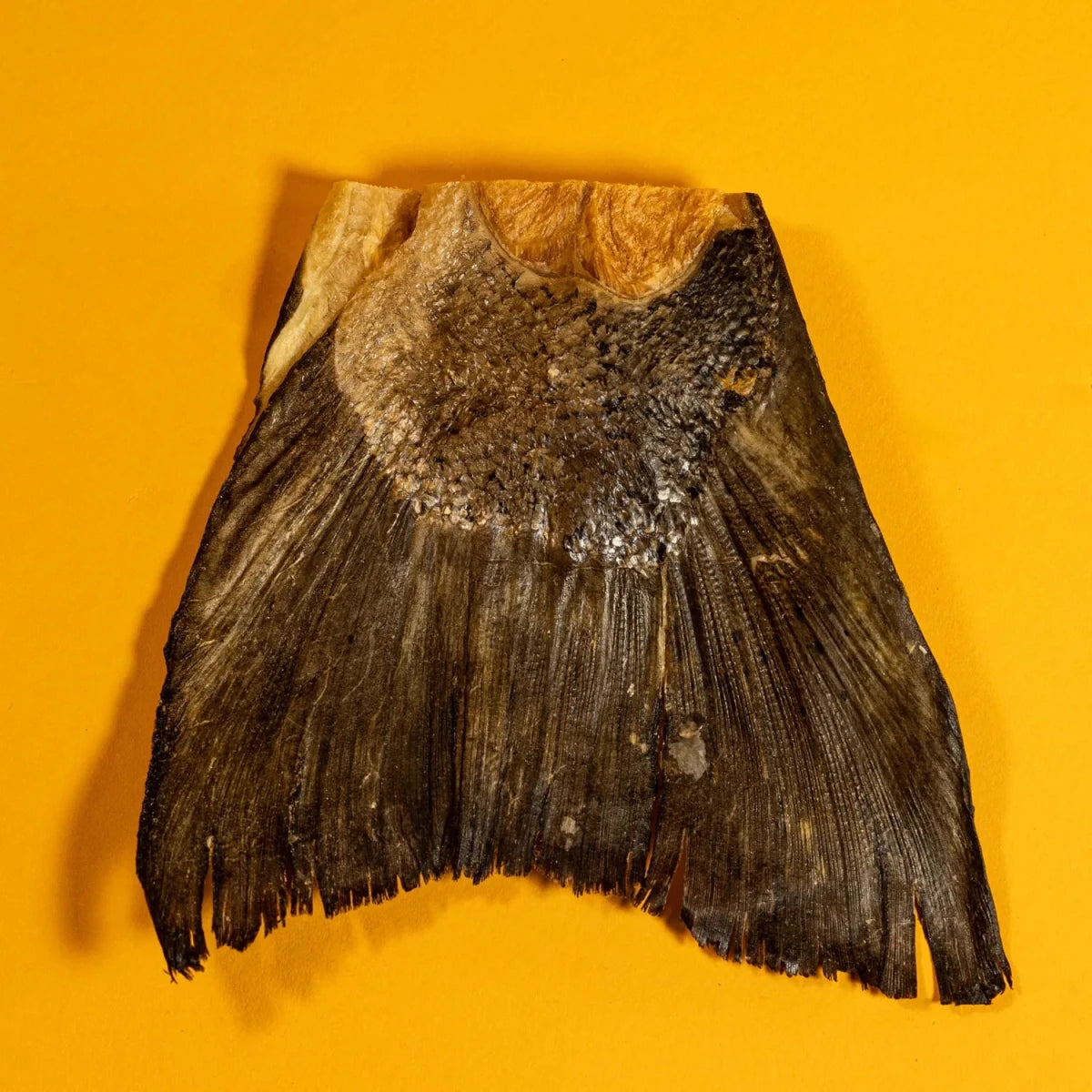 Freeze-Dried Salmon Tails Chews- Individual - Golden Nibbles